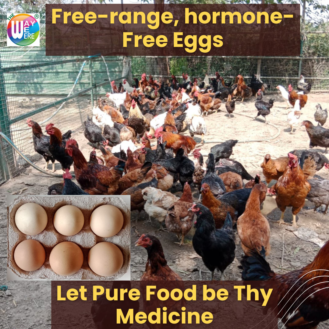 Eggs (Farm Fresh Organic Free Range Eggs)